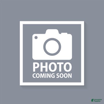 French Bulldog dogs Blue big rope male - Ad 37