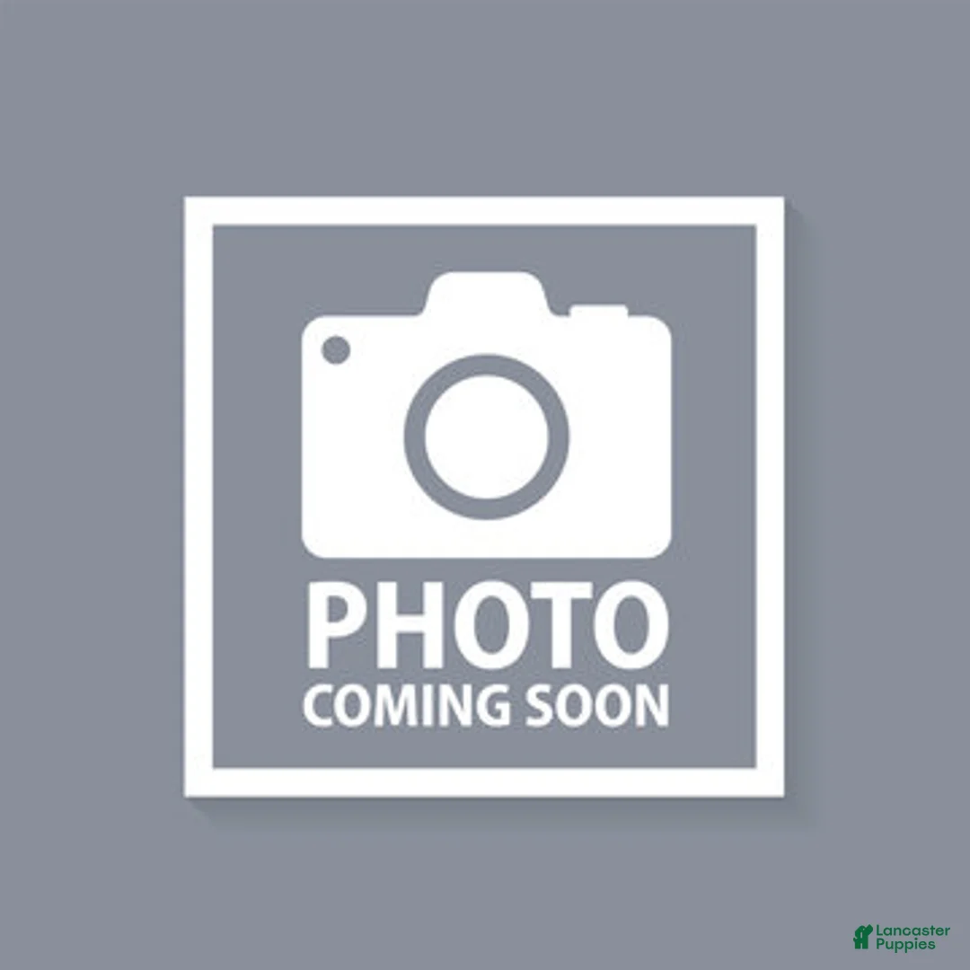 French Bulldog dogs for sale: Blue big rope male - Ad 1