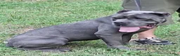 Cane Corso dogs for sale: Cane Corso Puppy 1 - Ad 6