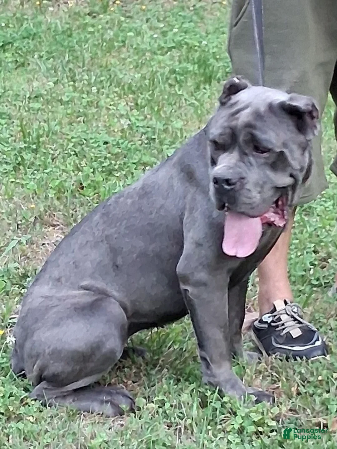 Cane Corso dogs for sale: Cane Corso Puppy 1 - Ad 6