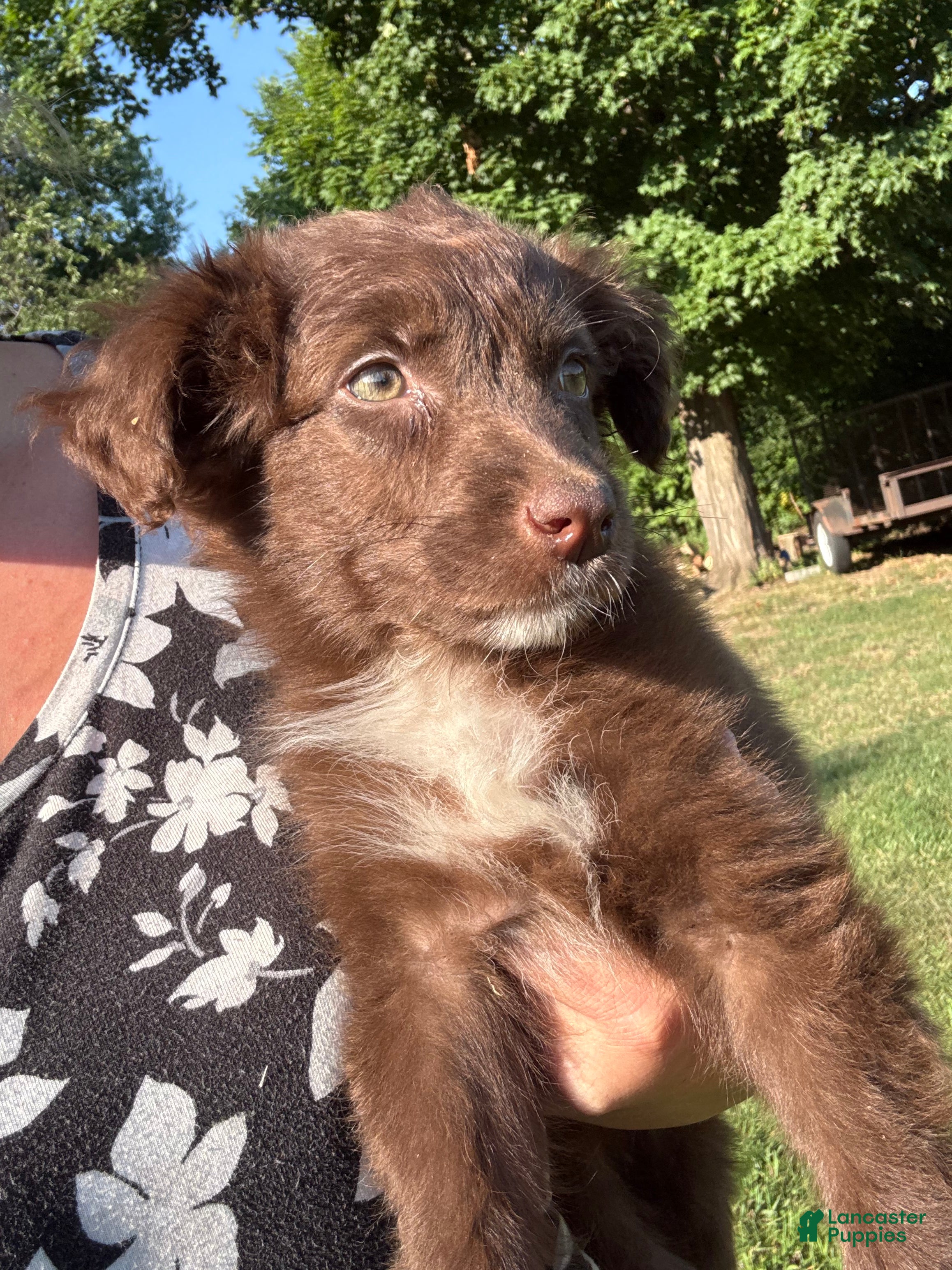 Australian Shepherd dogs red puppy  - Ad 14