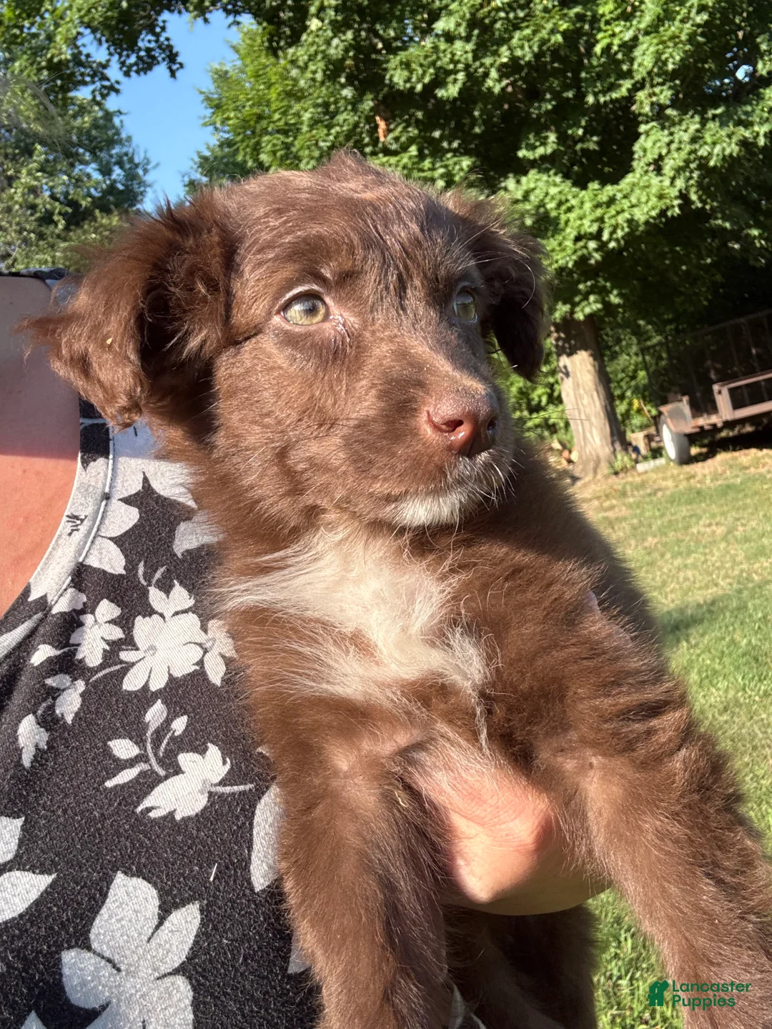 Australian Shepherd dogs for sale: red puppy  - Ad 1