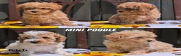 Miniature Poodle dogs for sale: Max - Ad 11