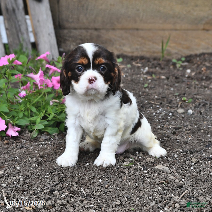 Cavalier King Charles Spaniel dogs Callie - Ad 2