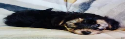 Yochon dogs for sale: Morris - Ad 3