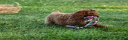 Miniature Poodle dogs for sale:  Thor🐾💙 - Ad 4
