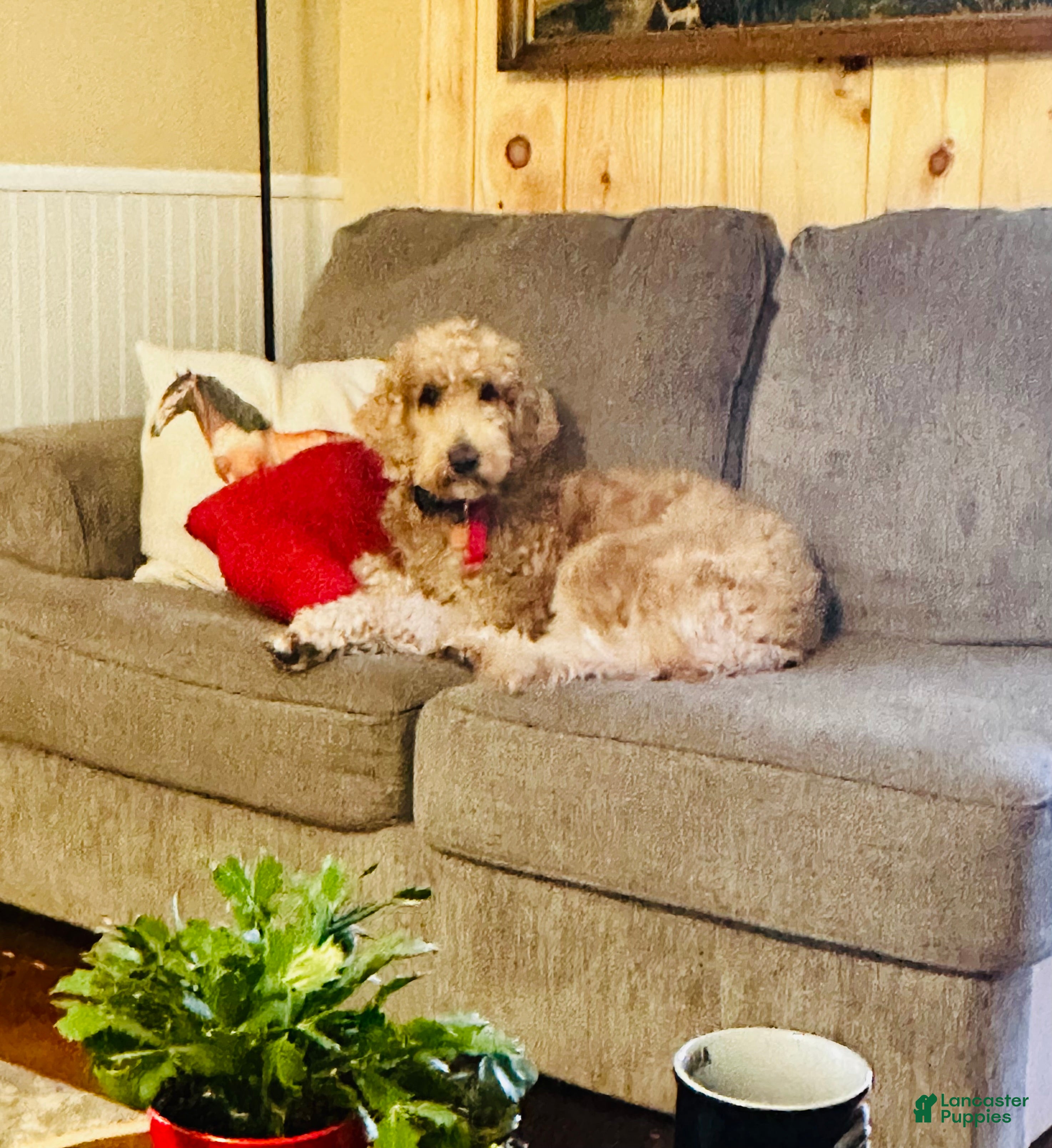 Goldendoodle dogs for sale: Willow  - Ad 2