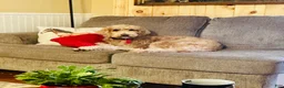 Goldendoodle dogs for sale: Willow  - Ad 1