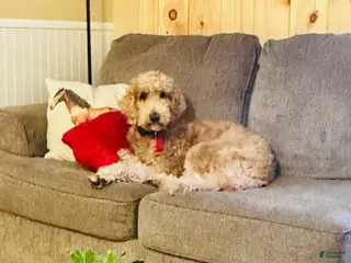 Goldendoodle dogs for sale: Willow - Ad 2