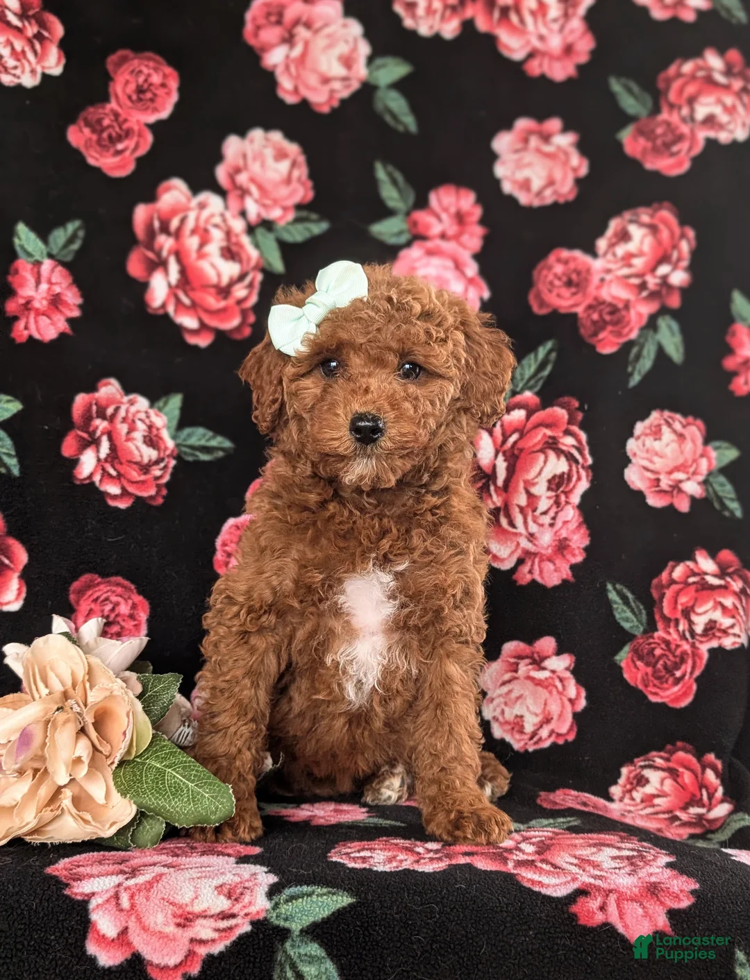 Cavapoo dogs for sale: Kelcy Hypoallergenic - Ad 2