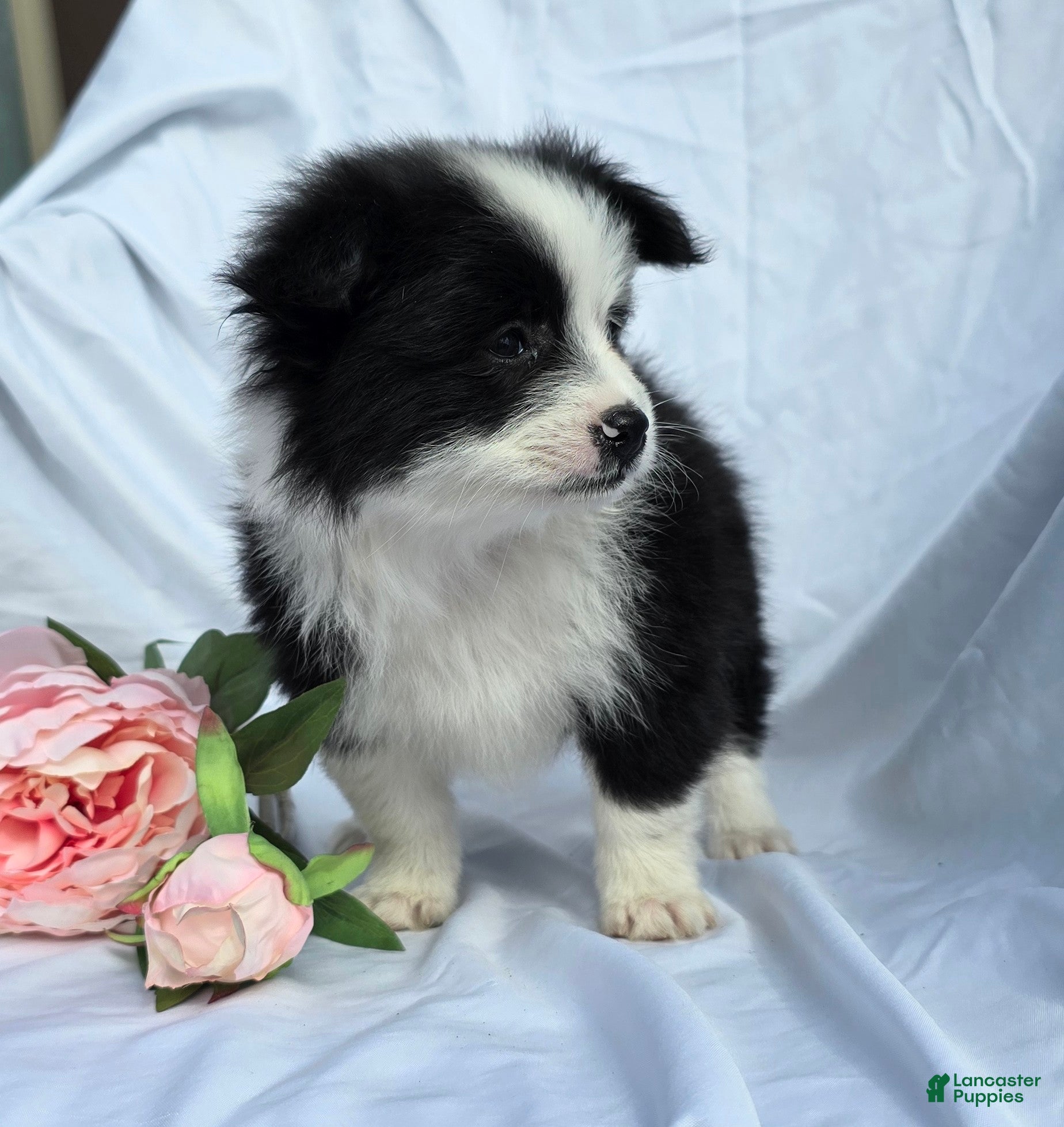 Pomapoo dogs Pomapoo Puppy 1 - Ad 1