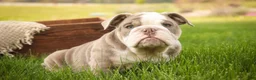 English Bulldog dogs for sale: Nate English Bulldog Puppy  - Ad 5