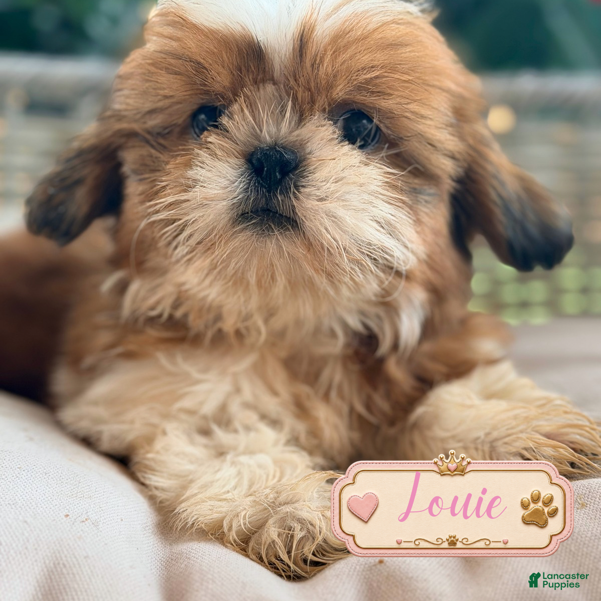 Shih Tzu dogs  Louie - Ad 26
