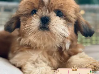 Shih Tzu dogs Louie - Ad 26