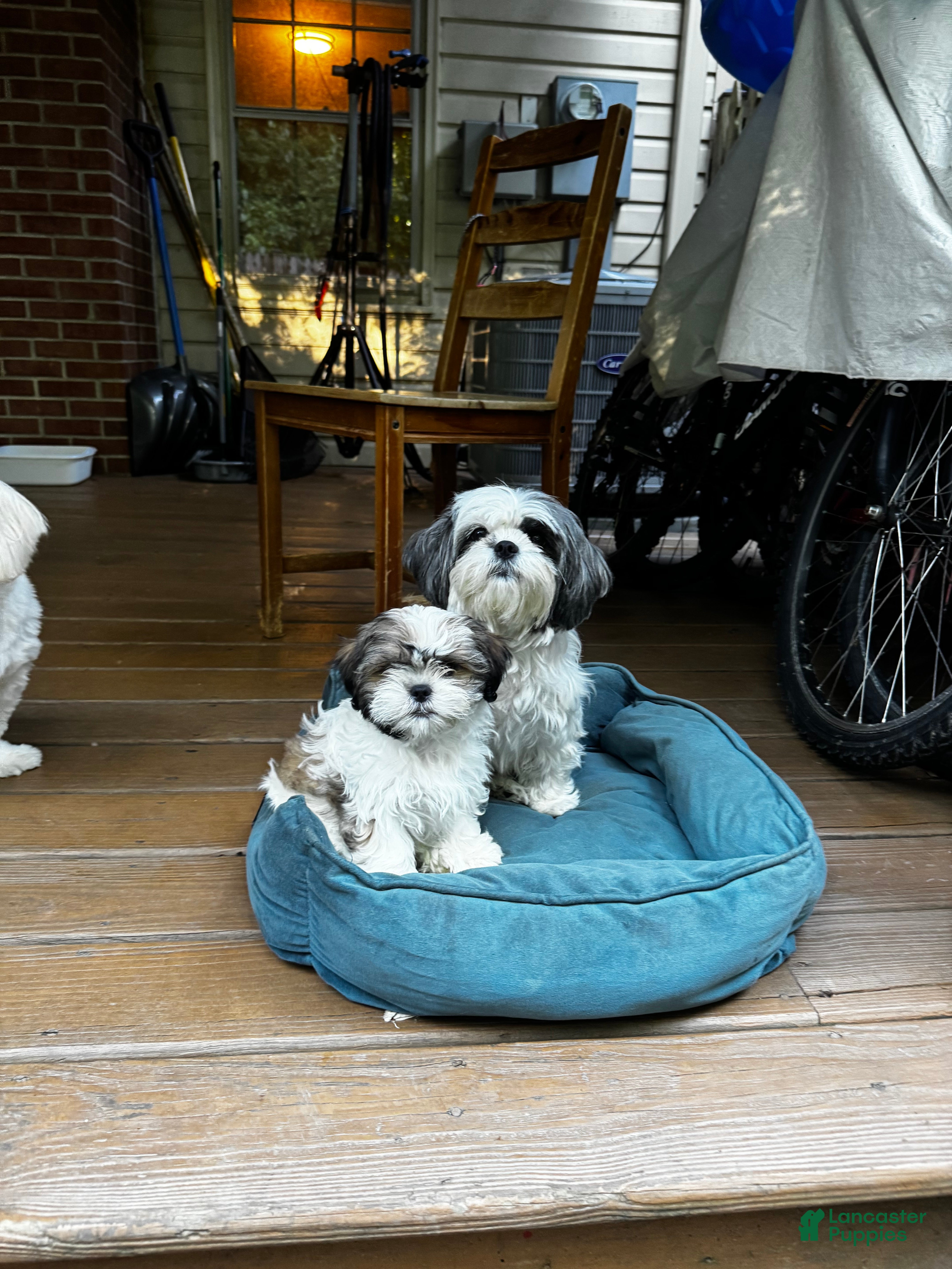 Shih Tzu dogs for sale: Leon - Ad 3