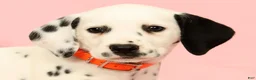 Dalmatian dogs for sale: Lexie - Ad 9