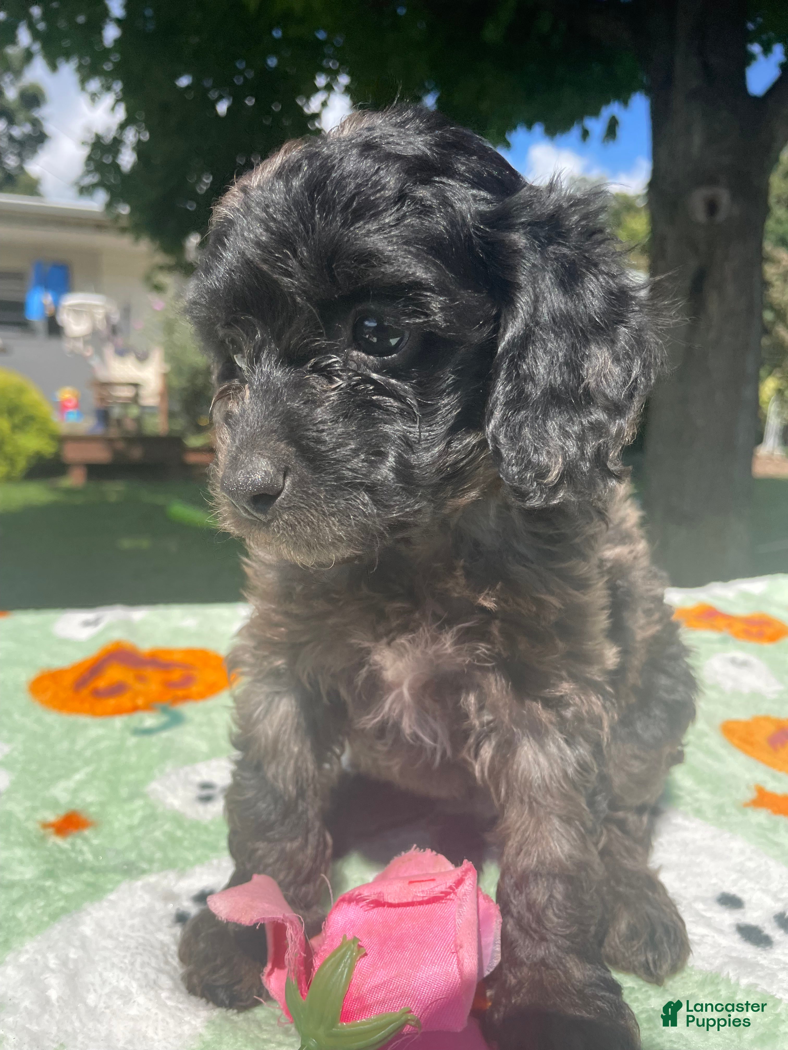 Cavapoo dogs Skippy - Ad 2