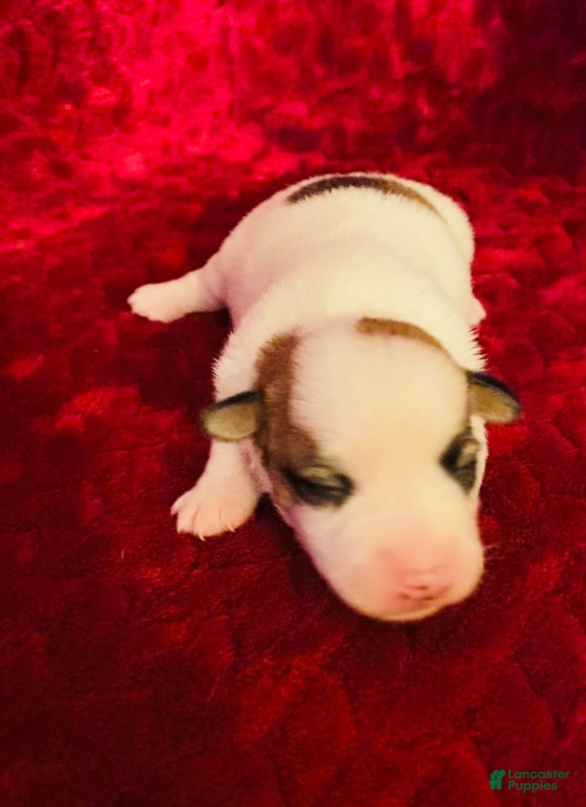 Jack Russell Terrier dogs Jack Russell Terrier Puppy 6 - Ad 2