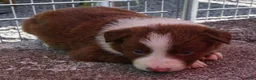 Border Collie dogs for sale: CHIP - Ad 3