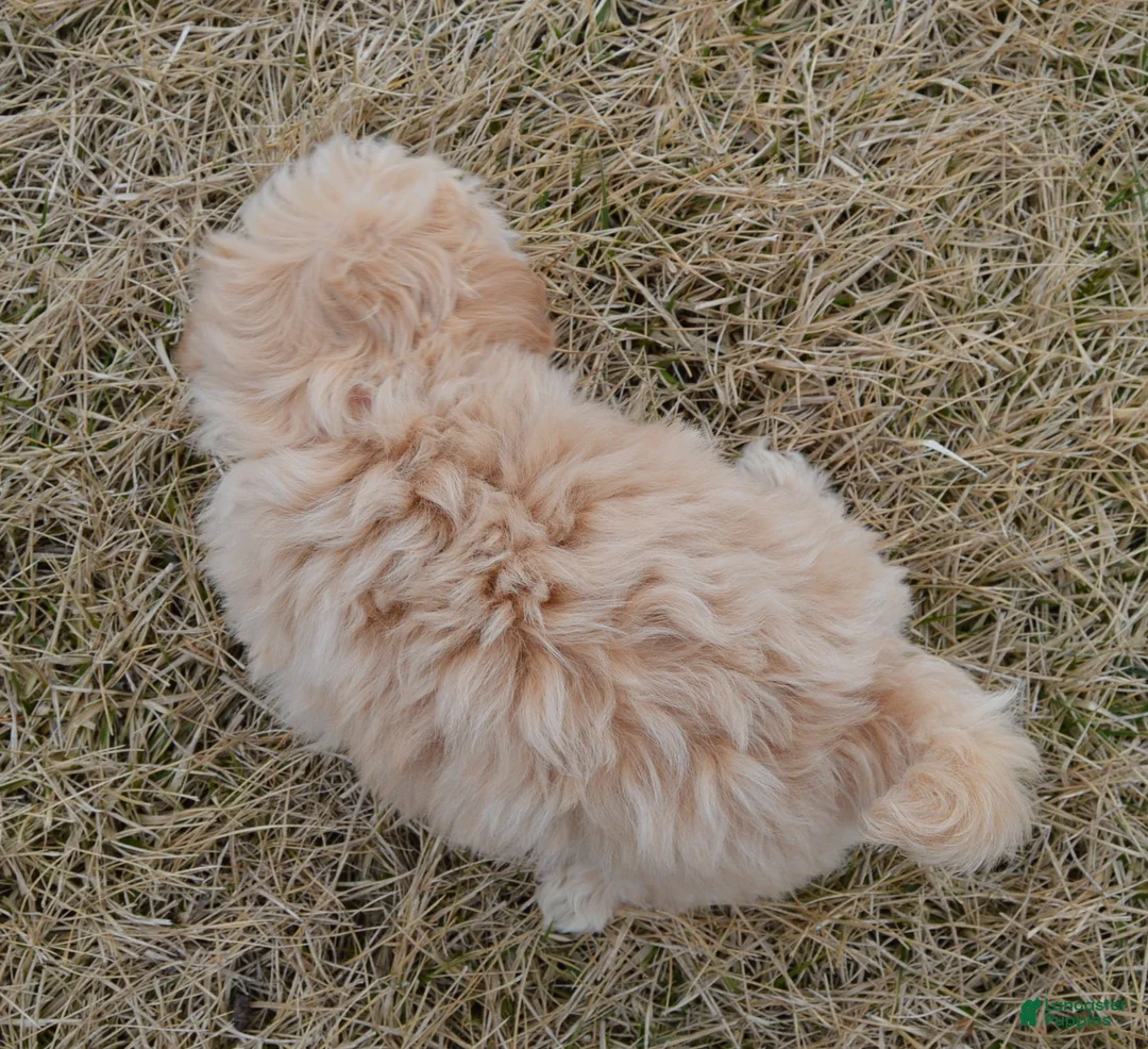 Maltipoo dogs for sale: Maggie - Ad 11