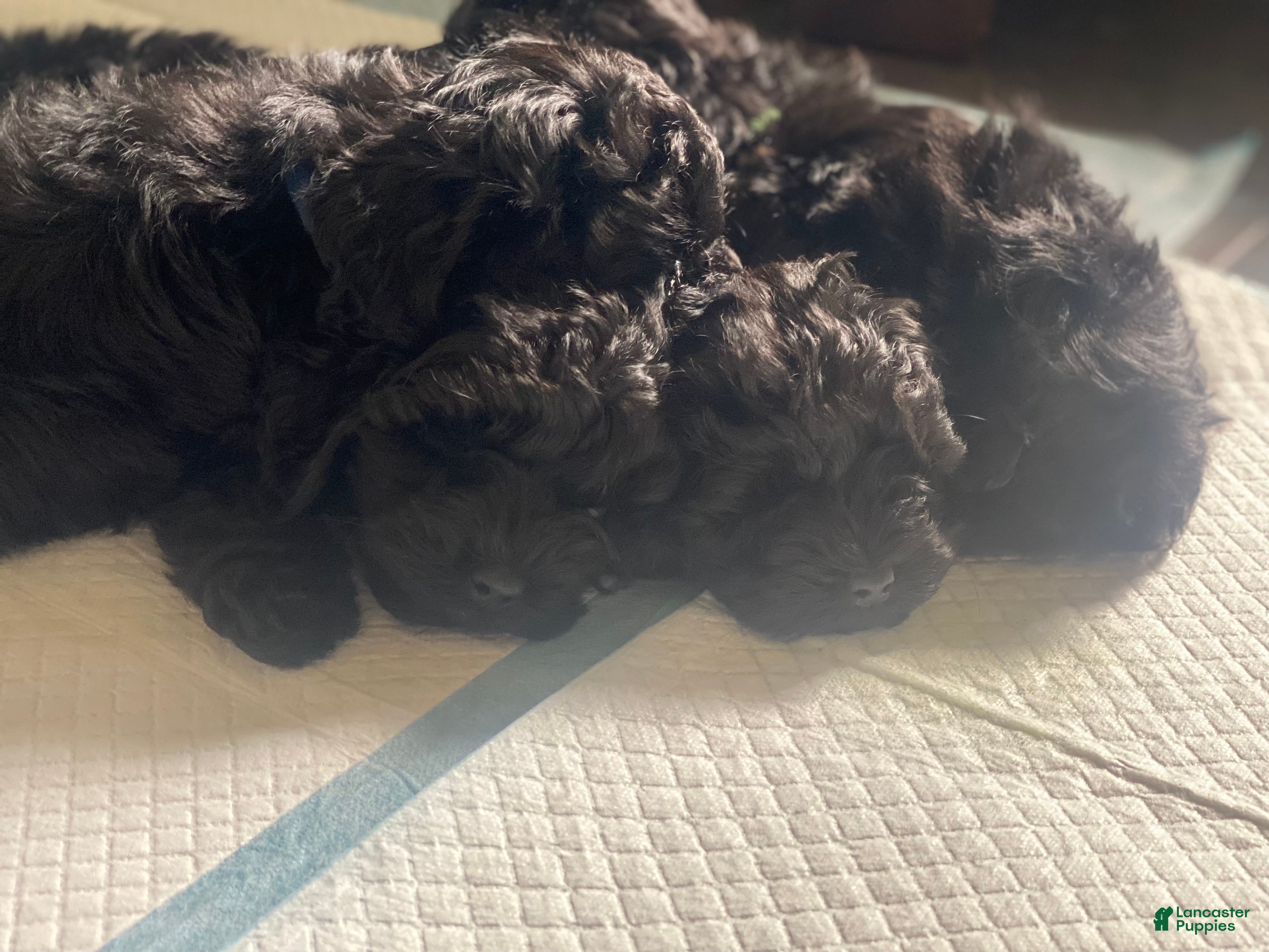 Yorkiepoo dogs Yorkiepoo Puppy - Pink/purple - Ad 39