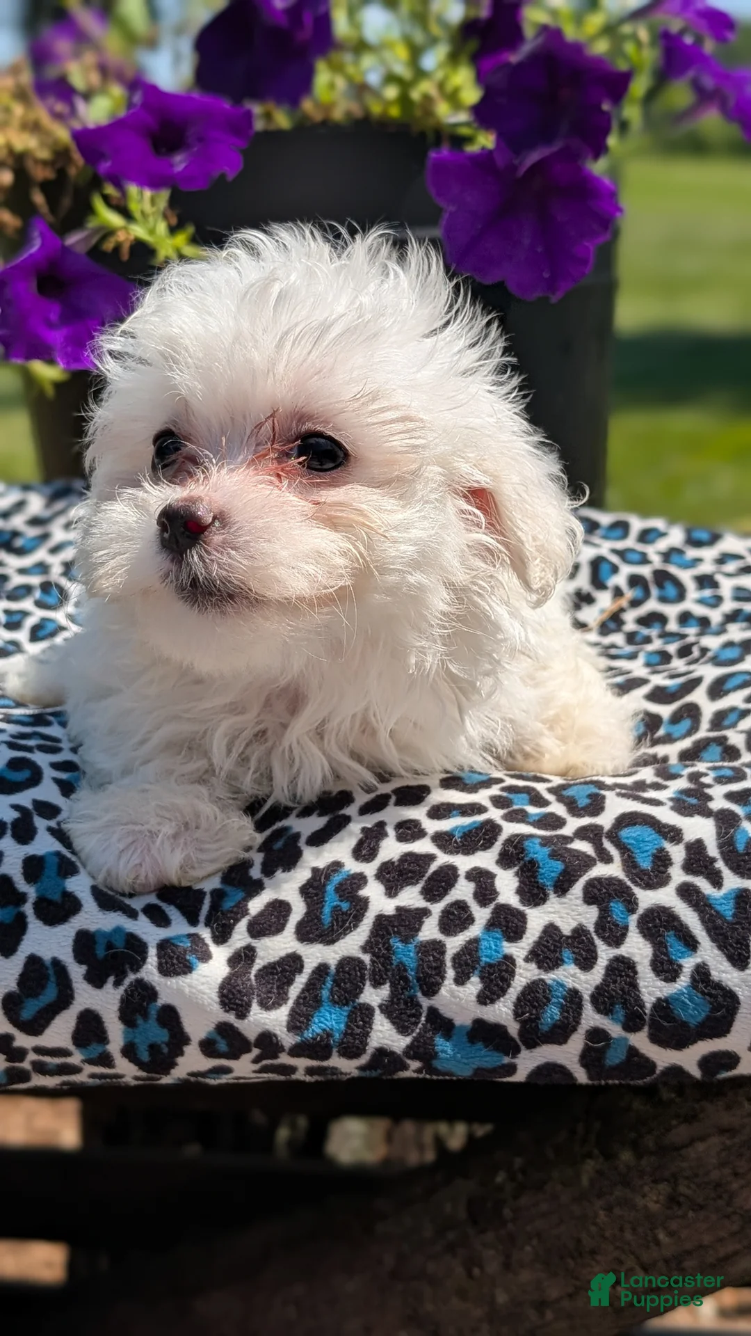 Maltese dogs for sale: Talia - Ad 2
