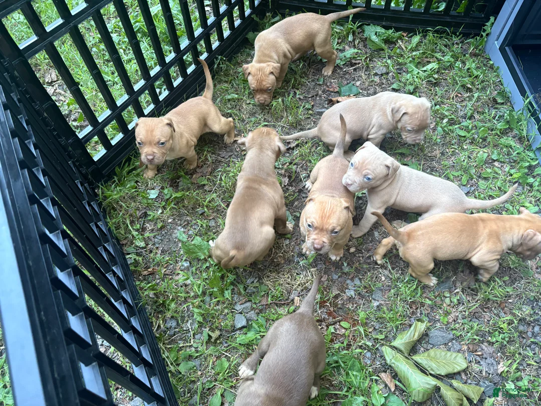 American Pit Bull Terrier dogs for sale: American Pit Bull Terrier 1 - Ad 2