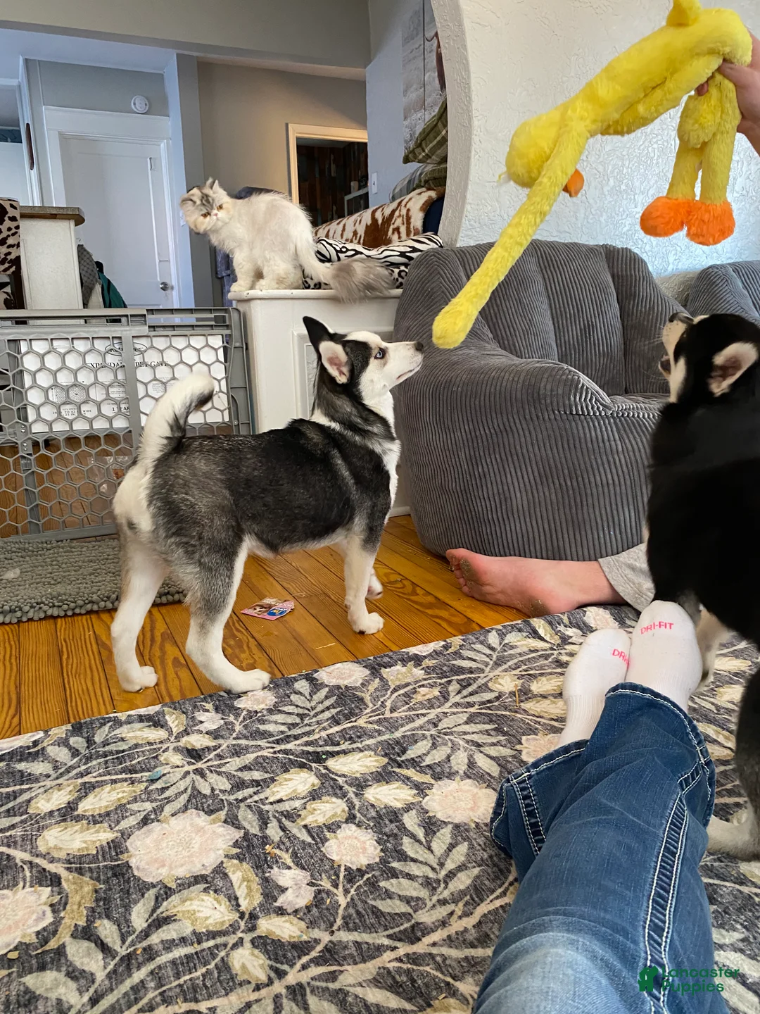 Pomsky dogs for sale: Bree  - Ad 4