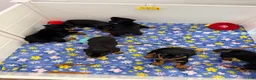Rottweiler dogs for sale: Rottweiler 6 - Ad 12