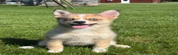 Pomsky dogs for sale: Delilah - Ad 2