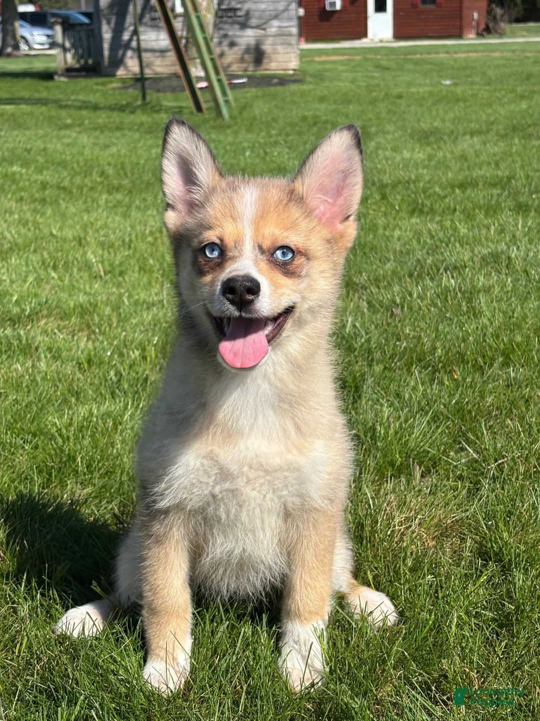 Pomsky dogs for sale: Delilah - Ad 2