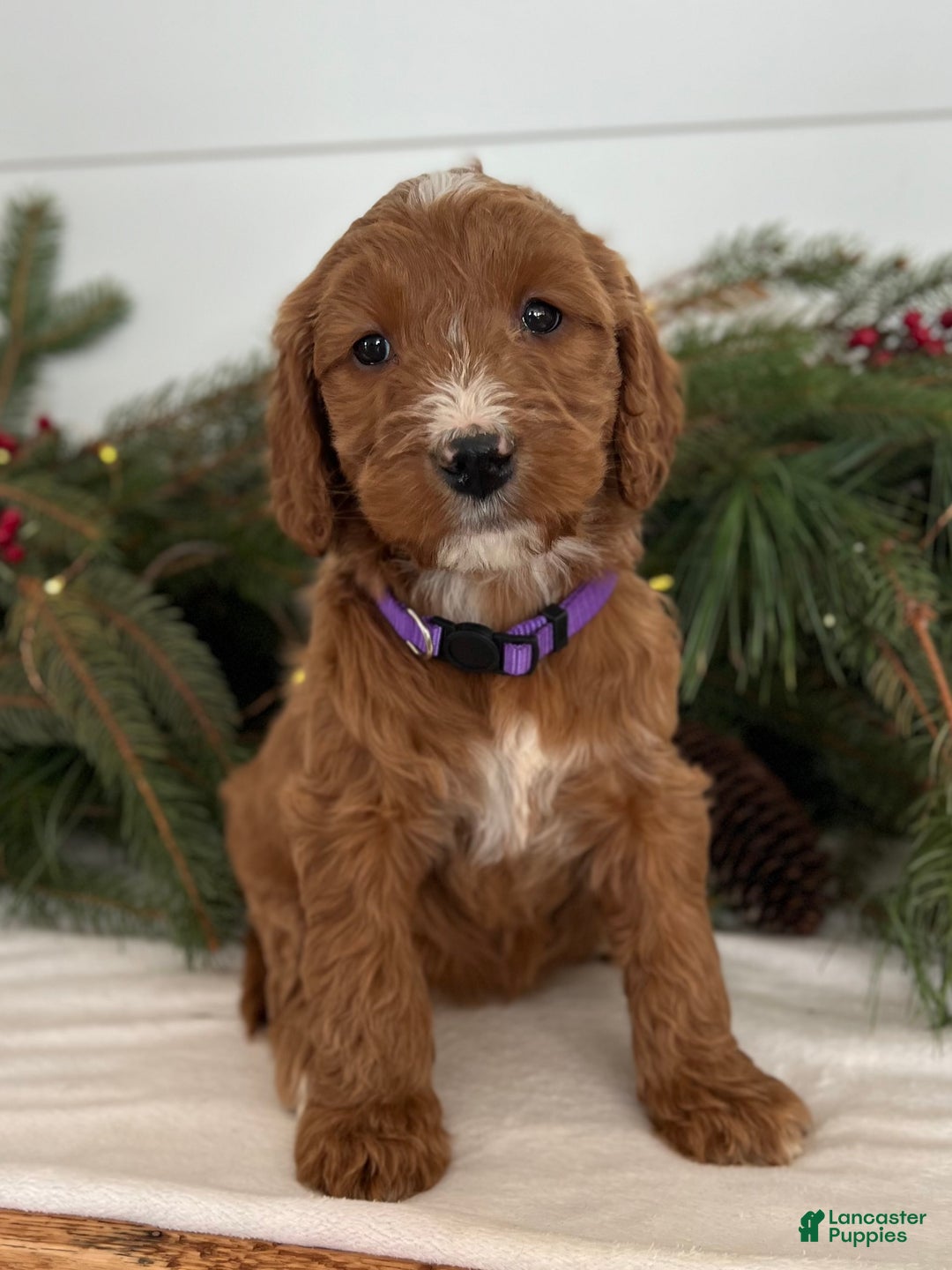 Irish Doodle dogs for sale: Aspen - Ad 4