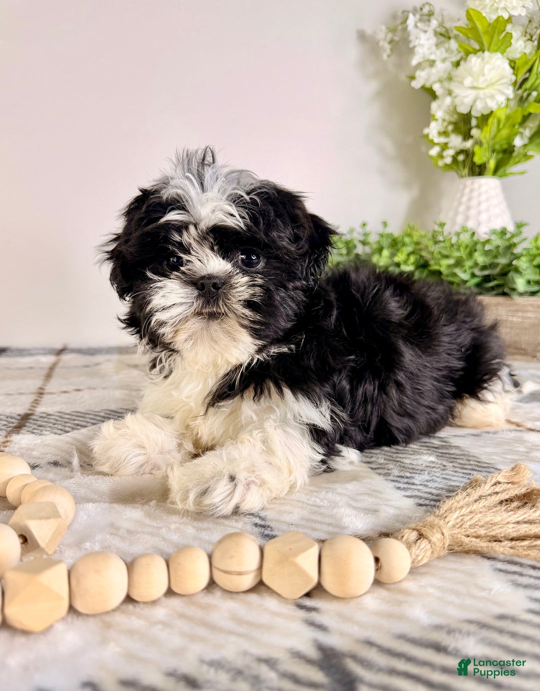 Shih Tzu dogs for sale: AKC Susie - Ad 5