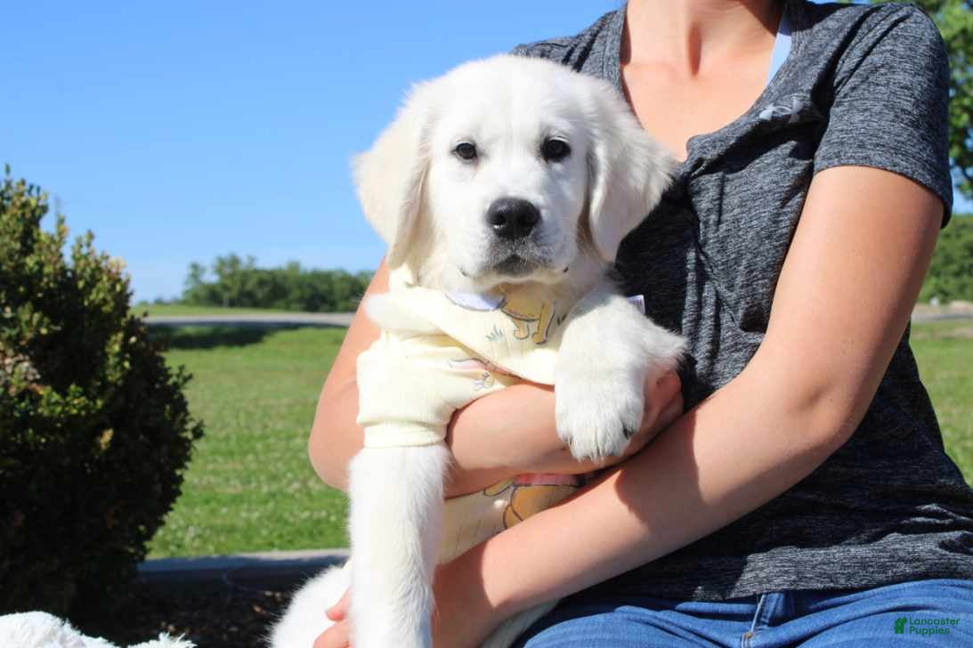 Golden Retriever dogs Chester - Ad 2