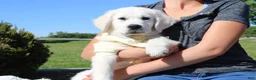 Golden Retriever dogs for sale: Chester - Ad 2
