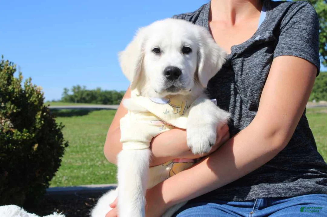 Golden Retriever dogs for sale: Chester - Ad 2