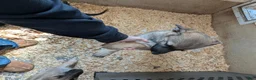 German Shepherd dogs for sale: Oksana - Ad 5