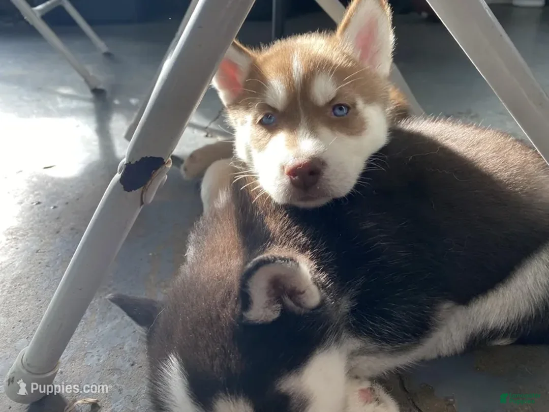 Siberian Husky dogs for sale: Siberian Husky Puppy 2 - Ad 1