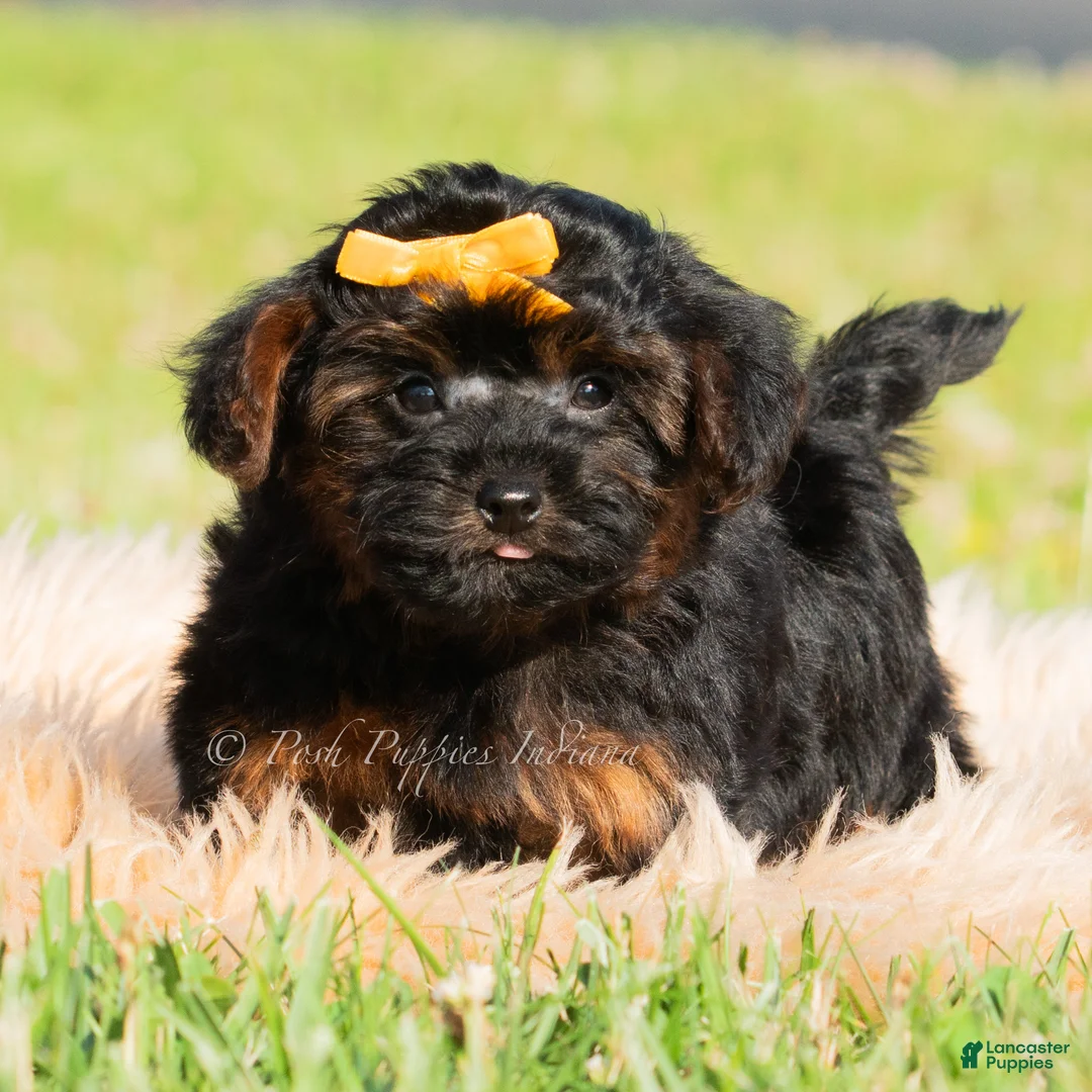 Yorkiepoo dogs for sale: Silas - Ad 1