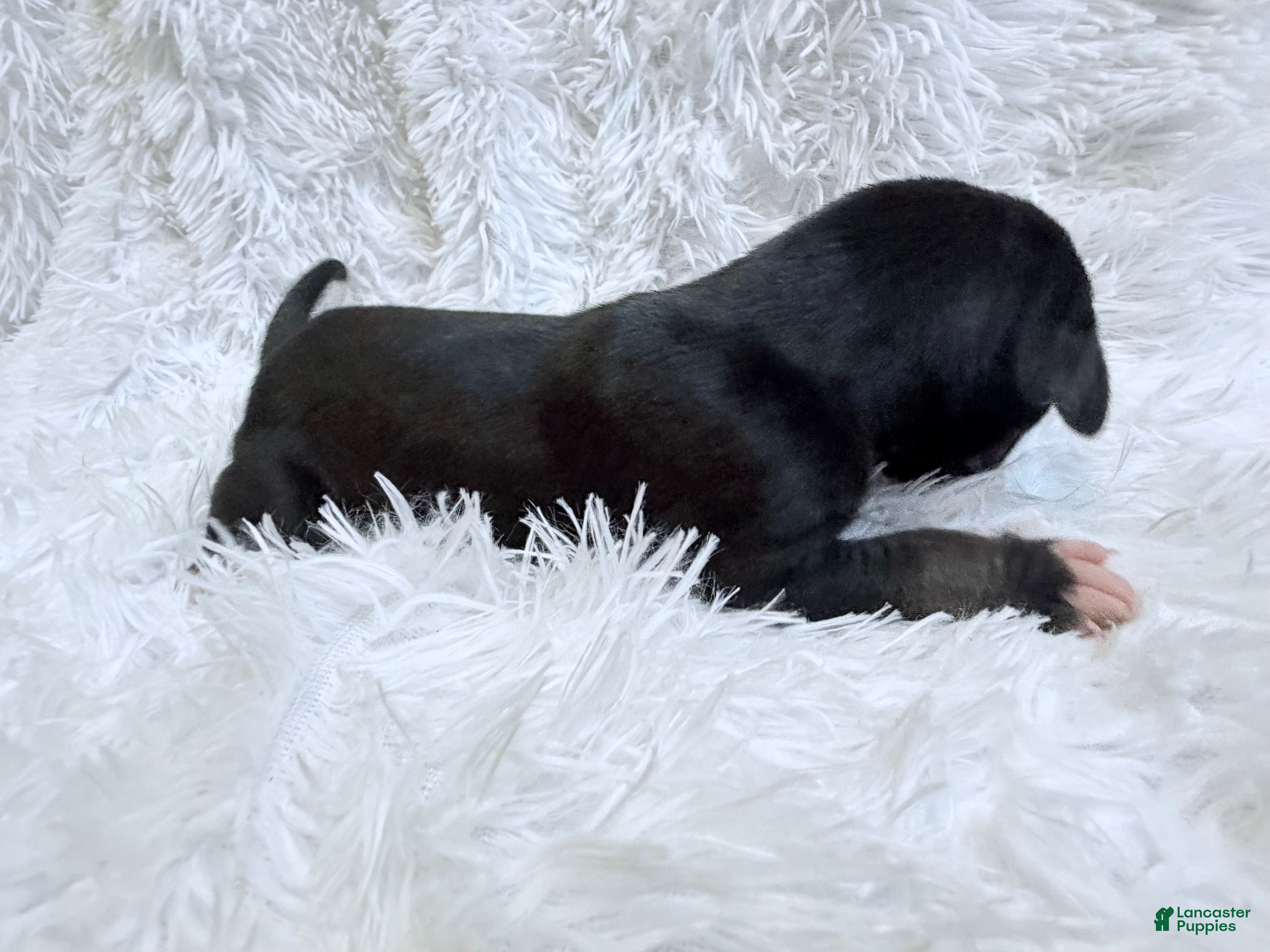 Great Dane dogs Java - Ad 2