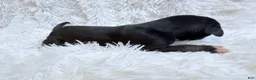 Great Dane dogs for sale: Java - Ad 2