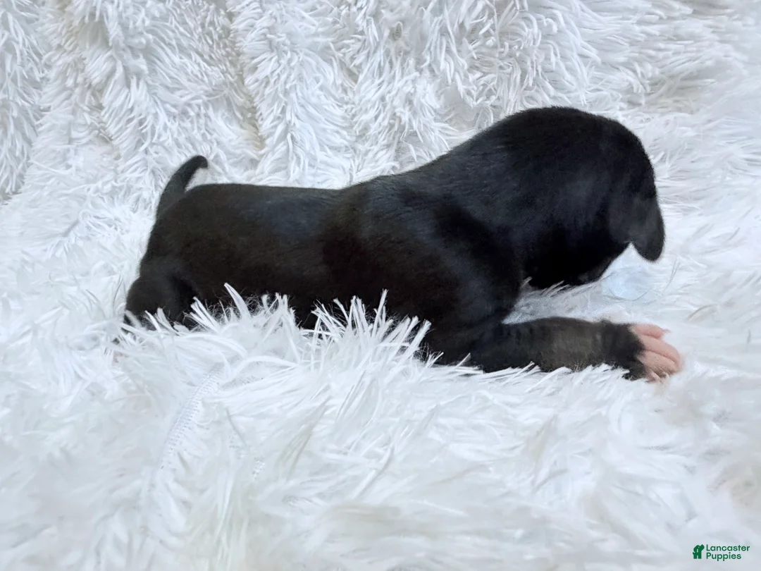 Great Dane dogs for sale: Java - Ad 2