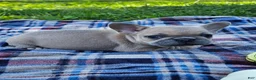 French Bulldog dogs for sale: Poppy Mae - Ad 3