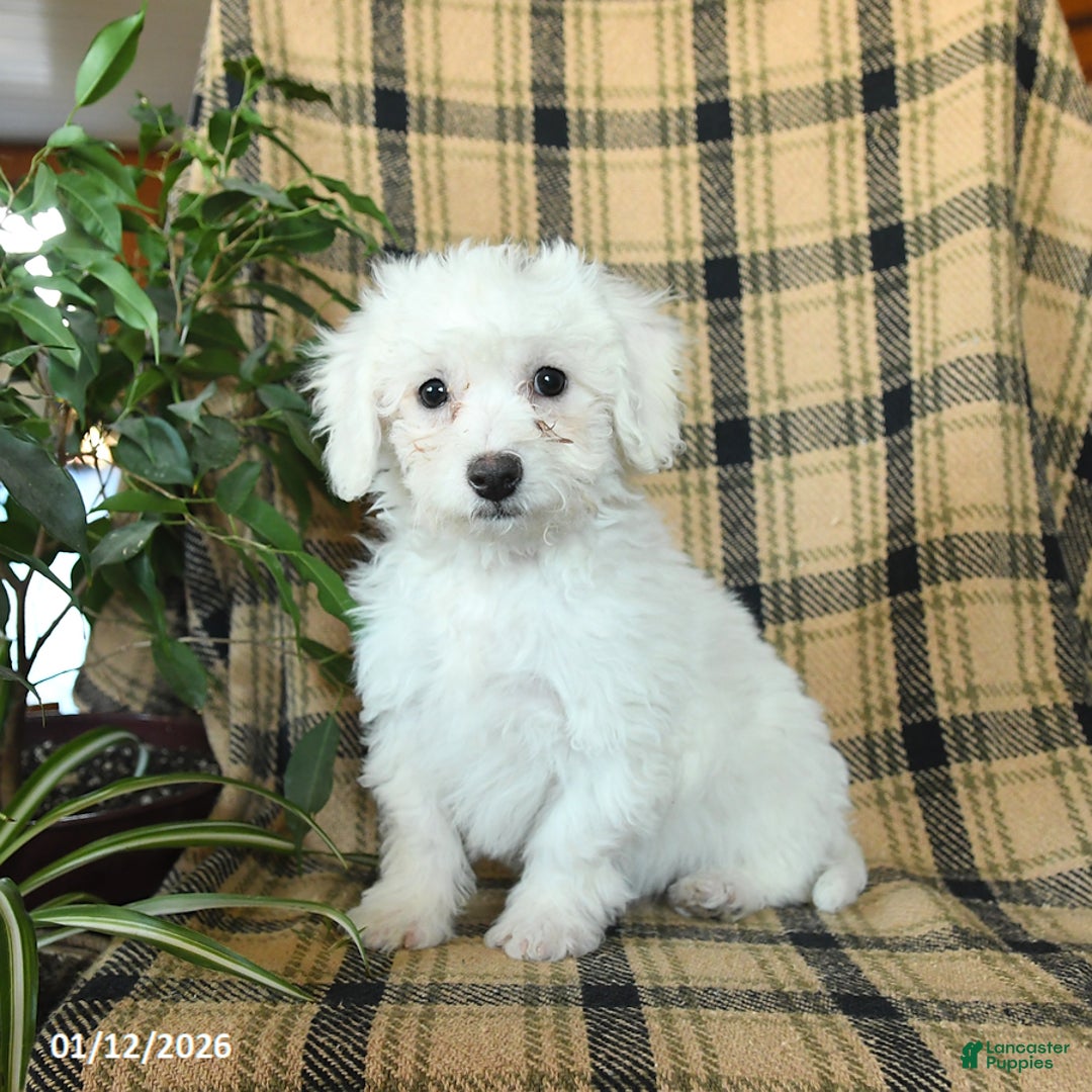 Bichon Frise dogs for sale: Duncan - Ad 2
