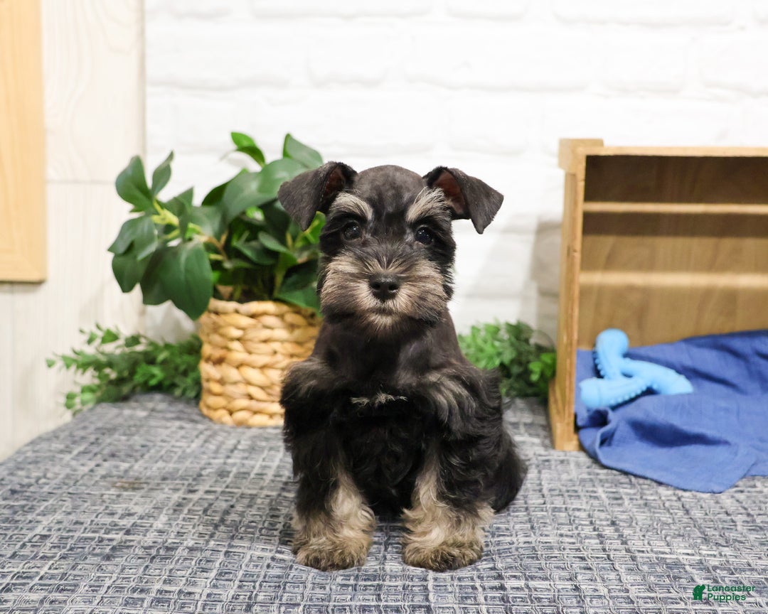 Miniature Schnauzer dogs for sale: Princeton - Ad 4
