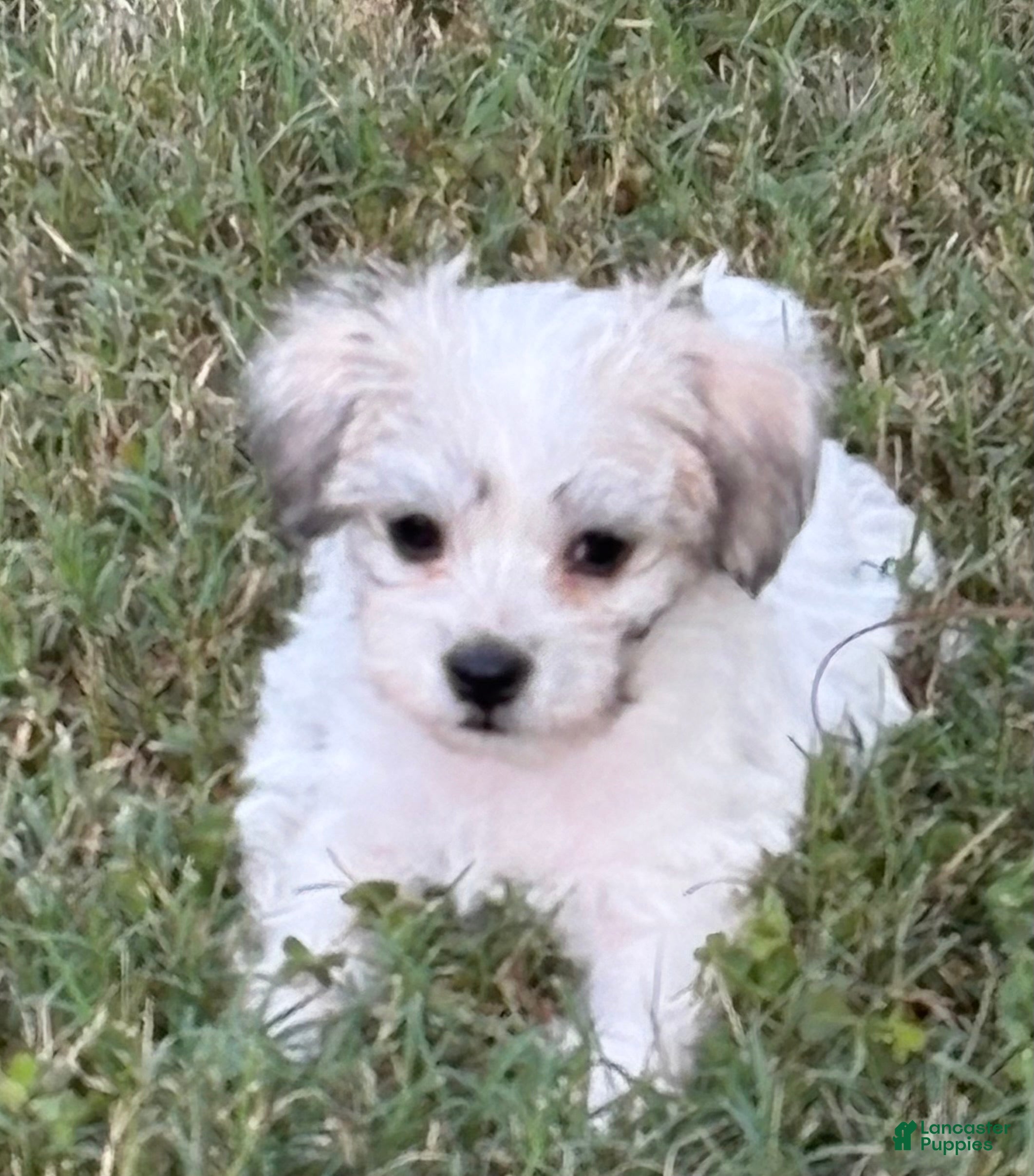 Maltipoo dogs Maltipoo - Ad 2