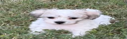 Maltipoo dogs for sale: Maltipoo - Ad 2