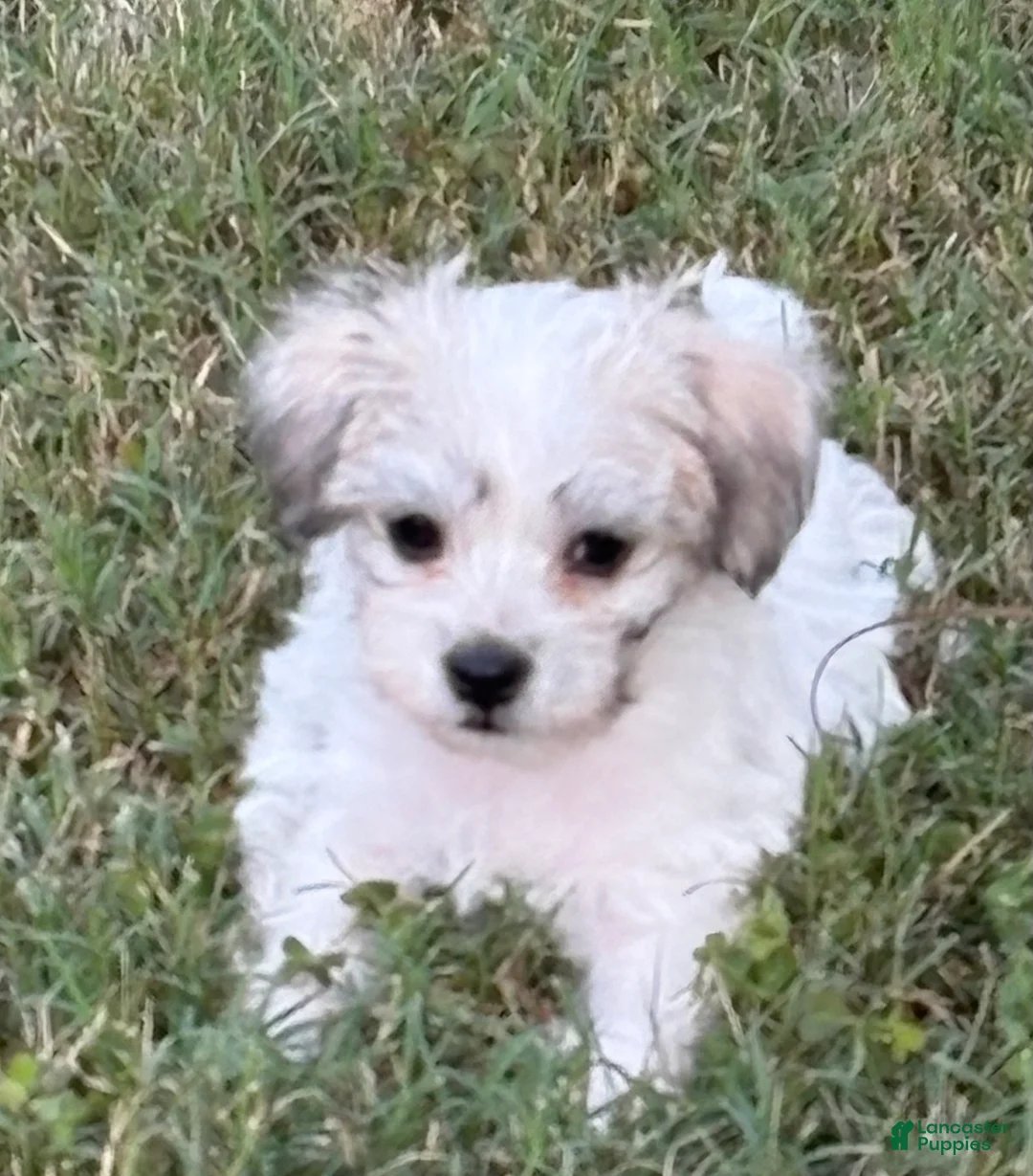 Maltipoo dogs for sale: Maltipoo - Ad 2