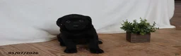 Labrador Retriever dogs for sale: Pudgy - Ad 9