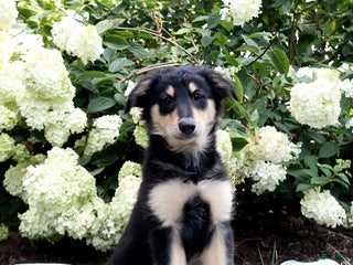 English Shepherd dogs - Ad 1